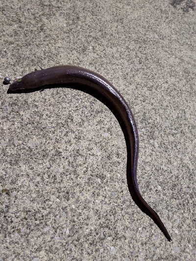 クロアナゴ大漁！笑