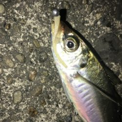 憧れの串本大島にて!