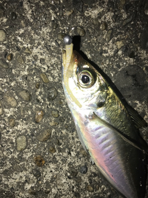 憧れの串本大島にて!