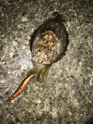 風呂上がりにちょいっと