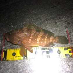 潮の動き出しに！