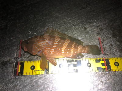 潮の動き出しに！