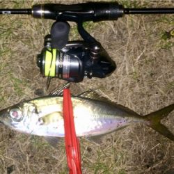 アジンガー1835〜1935