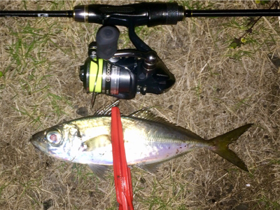 アジンガー1835〜1935