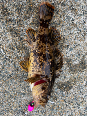 強風の中粘りの末のタケノコメバル