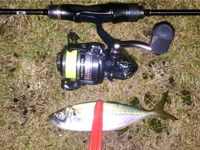 アジンガー1855〜1935