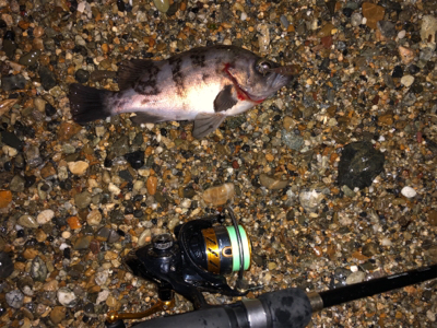 サーフメバリング