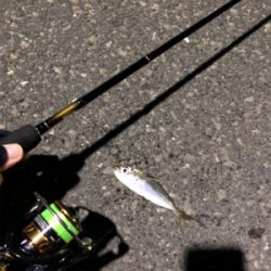 ナイトアジング