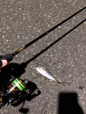 ナイトアジング