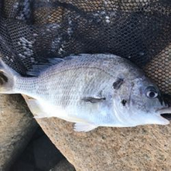 爆風黄チニング