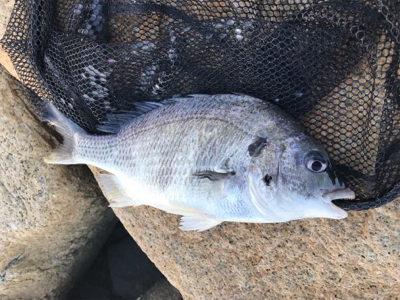 爆風黄チニング