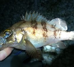 ナイトメバリング