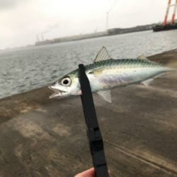 メタルジグでサバ