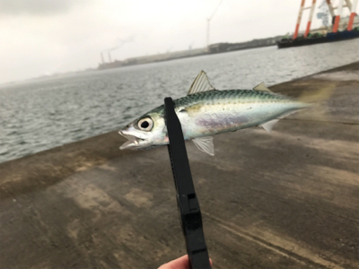 メタルジグでサバ