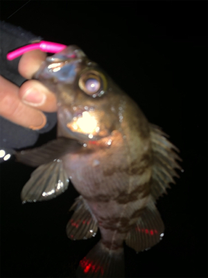 ショートバイト？