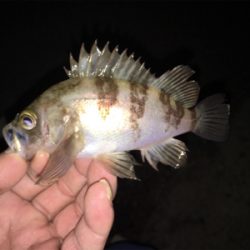 この時期にサバ？