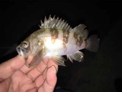 この時期にサバ？