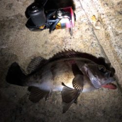 シャローメバリング