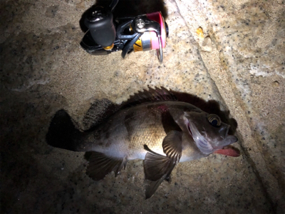 シャローメバリング