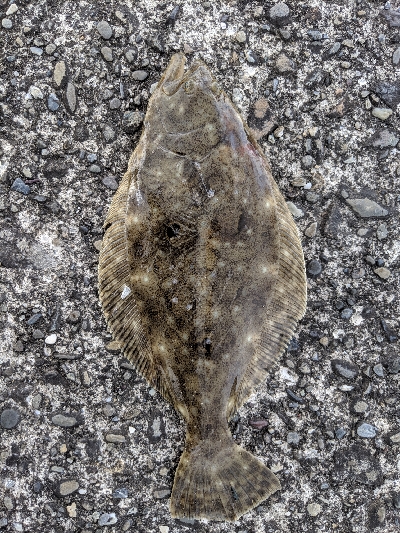 桂浜突堤ヒラメ