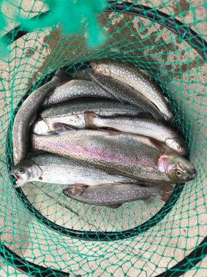 朽木渓流魚センター