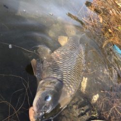 鯉がルアーで…