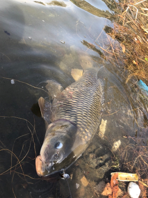 鯉がルアーで…