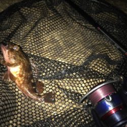 何とかミニガシラでボウズ逃れ^^;