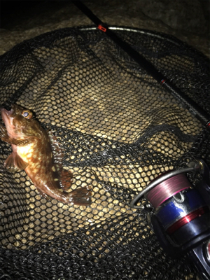 何とかミニガシラでボウズ逃れ^^;