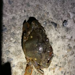 久しぶりのキビレ