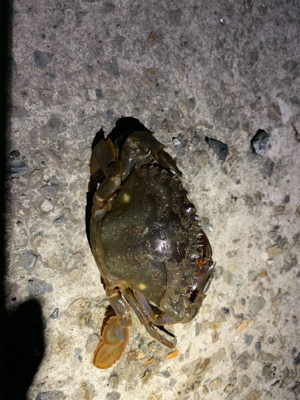 久しぶりのキビレ