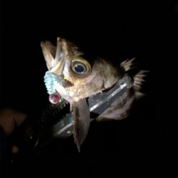 ちびっ子フィーバー