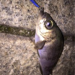 ジグでのメバリング