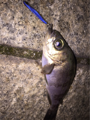 ジグでのメバリング