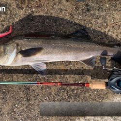 嵐の３日明けシーバス♫