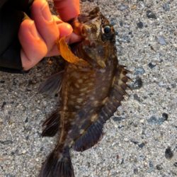 穴釣り カサゴ