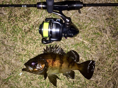 メバリンガー1830〜1930