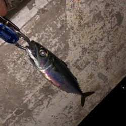 サバ祭り チョイとチーバス