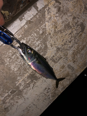 サバ祭り チョイとチーバス