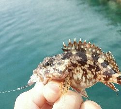 2019年4月13日釣行in鷹島