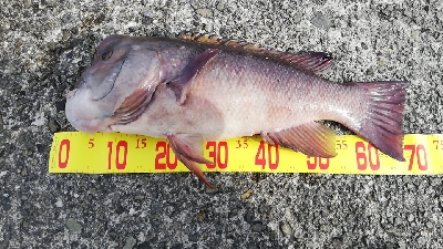 タンコブゲーム!70㎝オーバー!