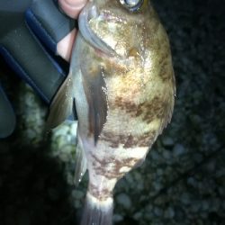 ナイトメバリング