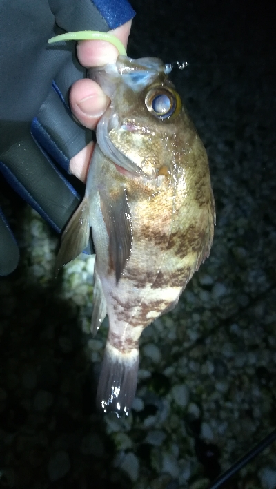 ナイトメバリング