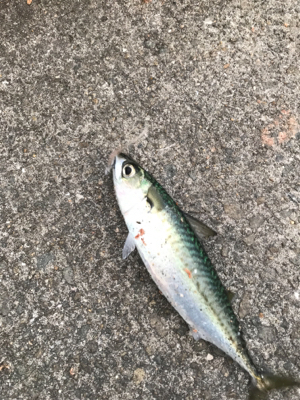 サバ釣れてますよ！