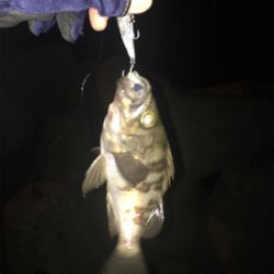 やっと釣れた(´∀`)