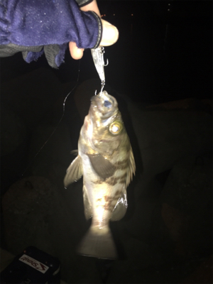 やっと釣れた(´∀`)
