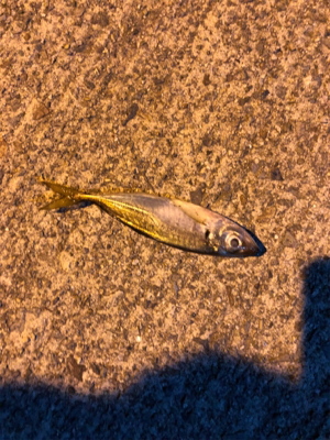 アジはどこへ？