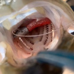 回遊シーバスで記録更新♫