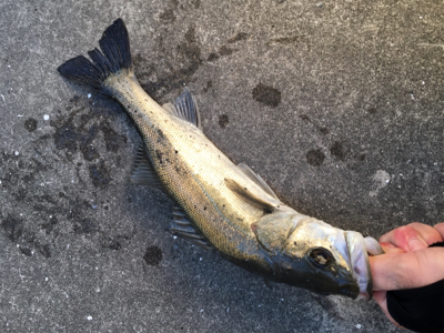 長潮透けていてシブい〜