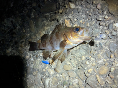 メバル、アジ狙いで